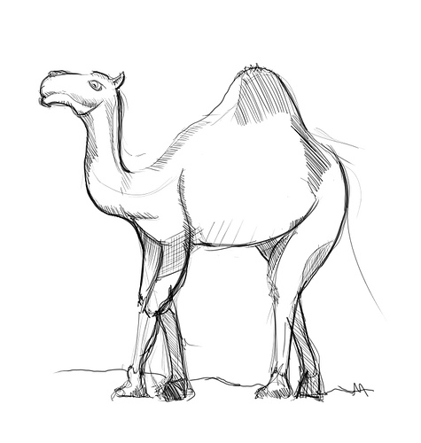 475x500 Easy To Draw Invertebrates