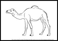 200x142 How To Draw Camels Drawing Tutorials Amp Drawing Amp How To Draw