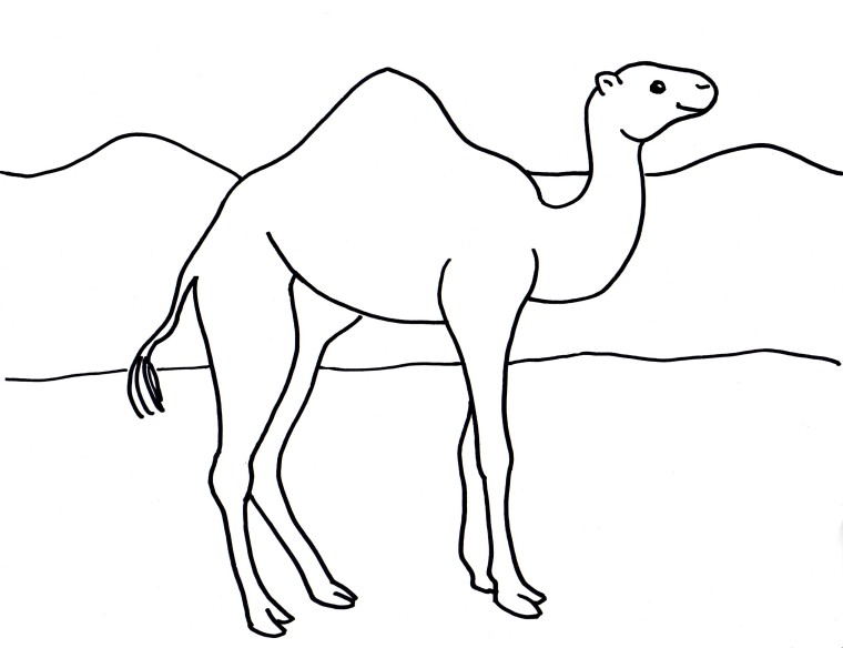 760x584 Camel Coloring Page