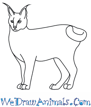 300x350 How To Draw A Caracal