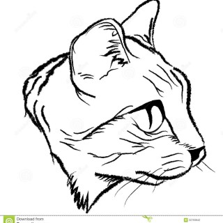 320x320 Tag For Photos Of Kittens Line Drawing Easy To Draw Cat Face