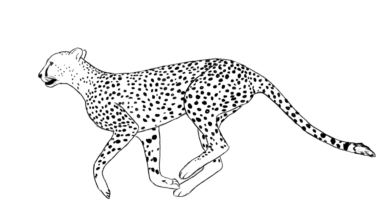 Easy Cheetah Drawing at GetDrawings | Free download