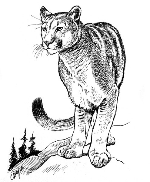 Easy Cougar Drawing at GetDrawings | Free download