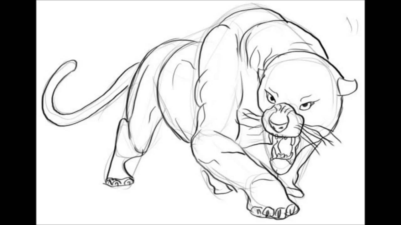 1280x720 How To Draw A Cougar