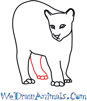 300x350 How To Draw A Cougar