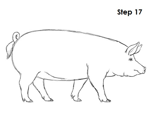 500x386 How To Draw A Pig