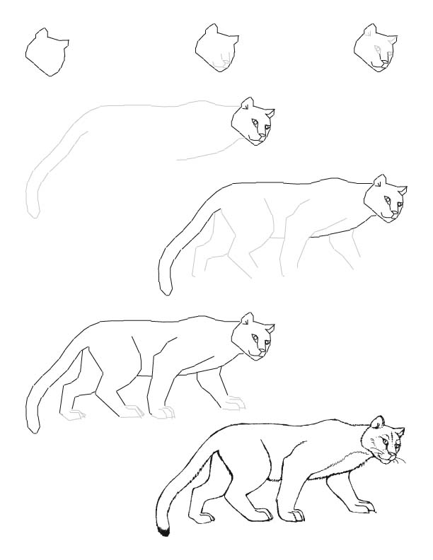 612x792 Mountain Lion Drawing Lesson Drawing Ideas Lion
