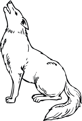 324x480 Coyote 9 Coloring Page Free Printable Coloring Pages