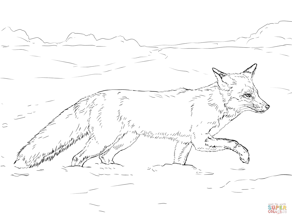 1199x899 Coyote Portrait Coloring Page Free Printable Coloring Pages