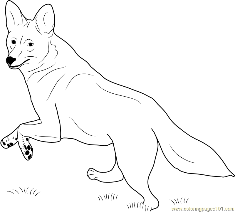 800x722 Coyote Running Coloring Page