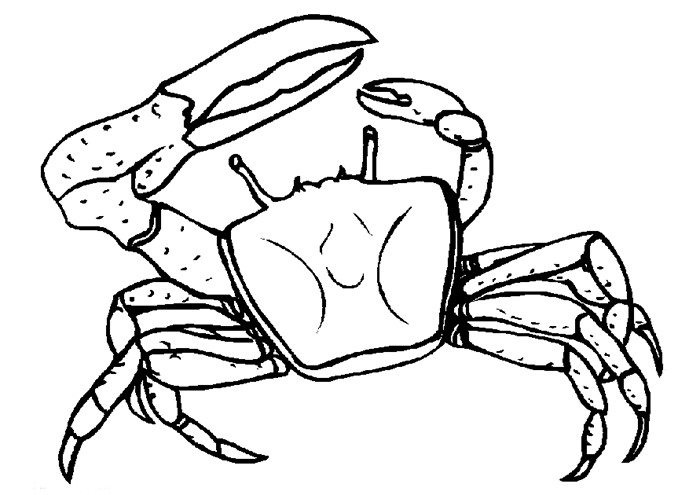 Search for Crab drawing at GetDrawings.com