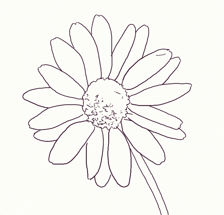 751x720 How To Draw A Realistic Daisy Easy Flower Drawings, Flower