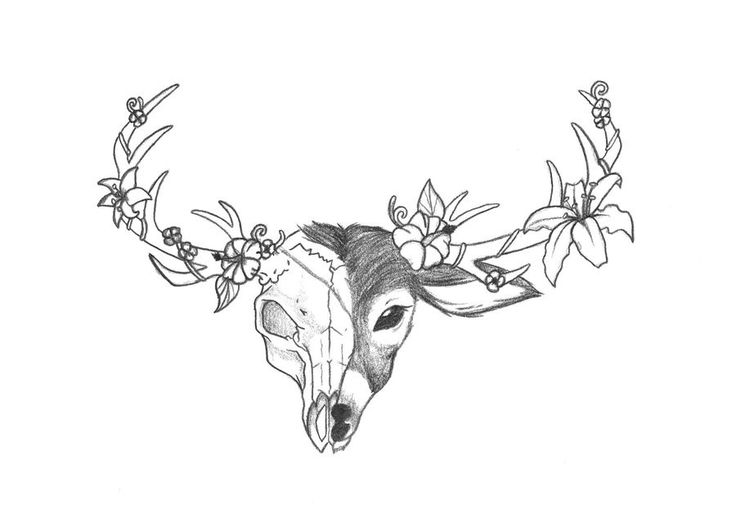 736x530 Coloring Pages Drawings Of Deer Heads 1793 41 97 Drawing