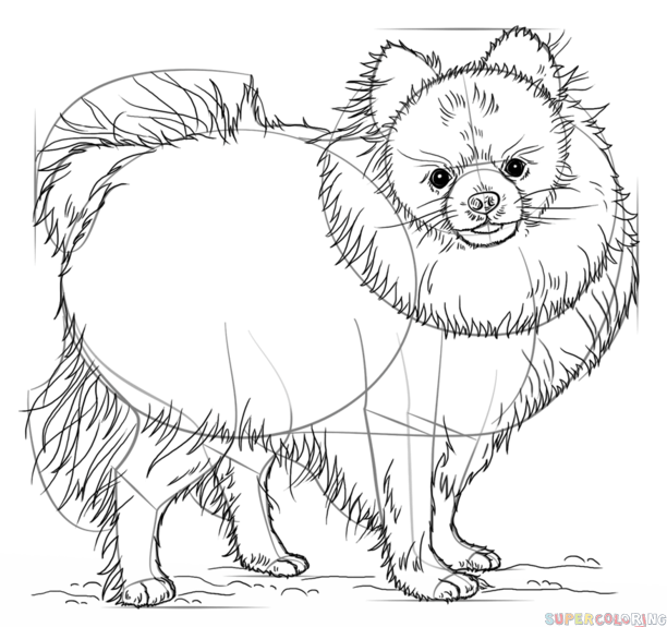 612x575 How To Draw A Pomeranian Dog Step By Step Drawing Tutorials