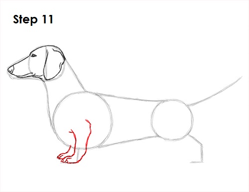 500x386 How To Draw A Dog (Dachshund)