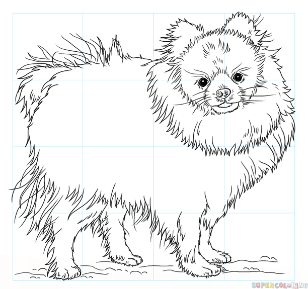 612x575 How To Draw A Pomeranian Dog Step By Step Drawing Tutorials