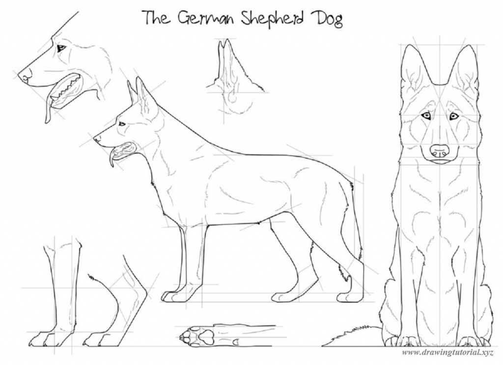 1024x744 German Shepherd Drawing How To Draw German Shepherds Dog Drawing