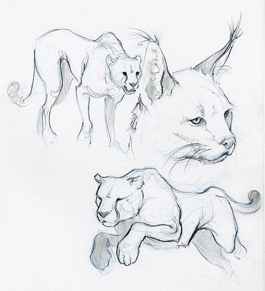 547x600 Animal Sketches