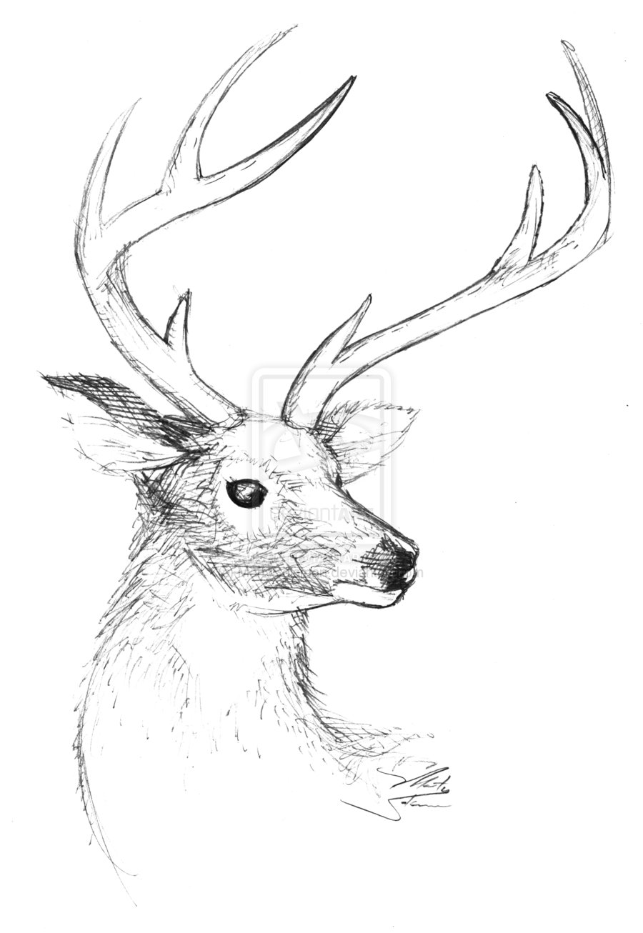 900x1306 Drawn Buck Easy Draw