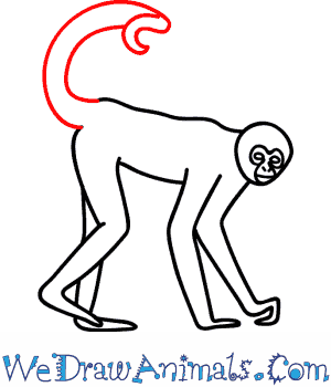 300x350 How To Draw A Spider Monkey