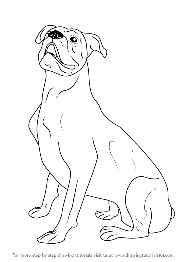 597x844 Learn How To Draw A Boxer Dog (Farm Animals) Step By Step