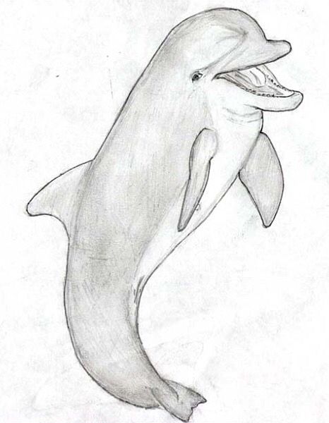466x600 Dolphin Sketch Works Of Art Sketches