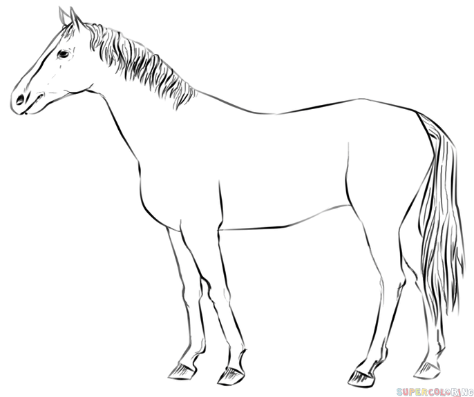 686x575 Ingenious Pictures Of Horses To Draw Horse Easy Drawing How