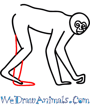 300x350 How To Draw A Spider Monkey