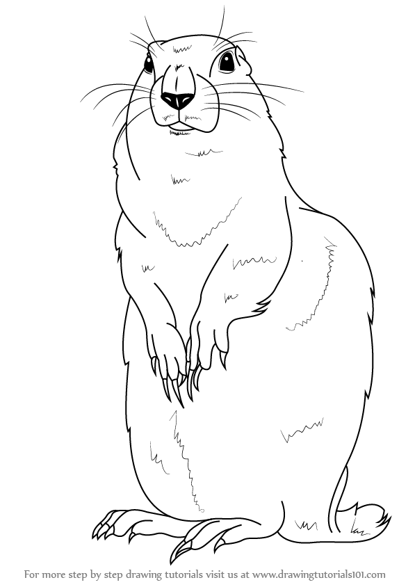 597x844 Learn How To Draw An Arctic Ground Squirrel (Other Animals) Step