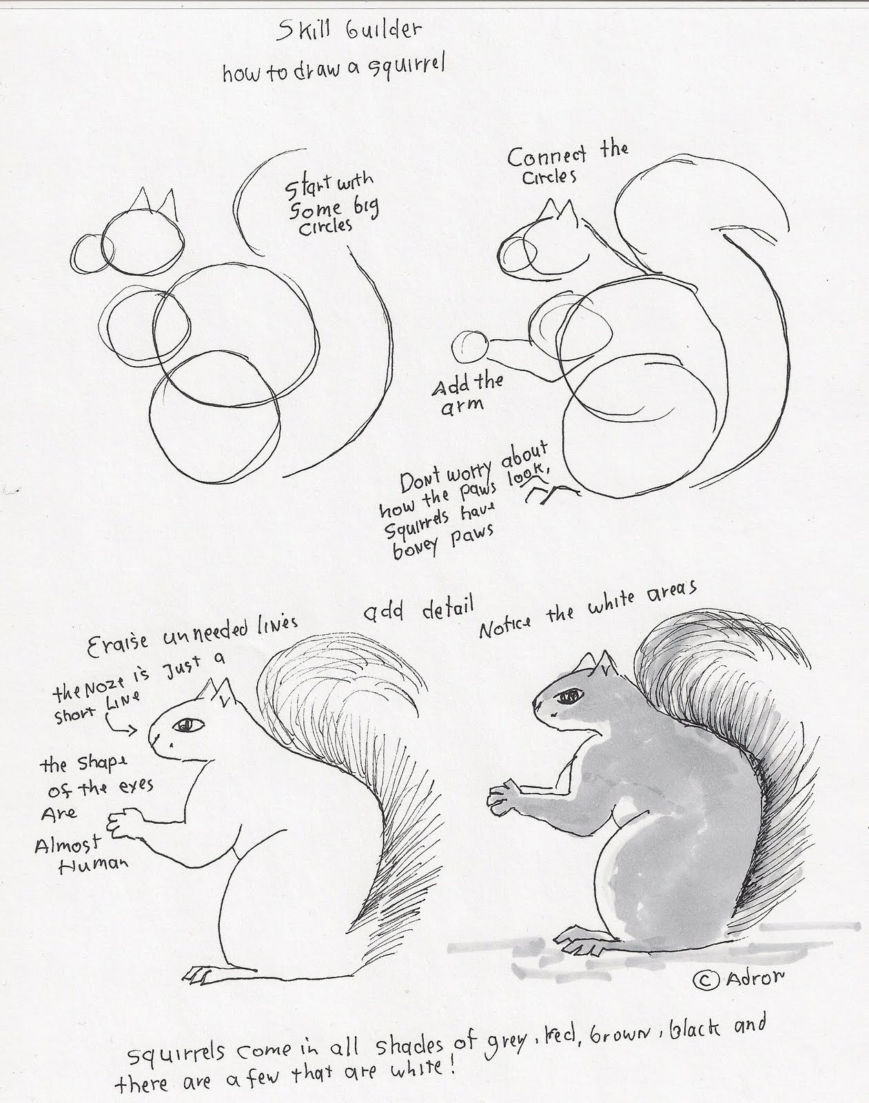1261x1600 Simple Drawing Of A Squirrel Adron's Art Lesson Plans How To Draw