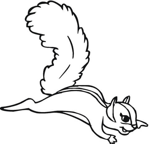 480x464 Flying Squirrel Coloring Page Free Printable Coloring Pages