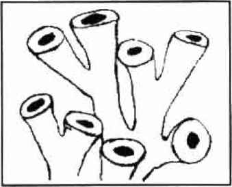 339x274 Scientific Nomenclature