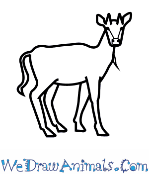 300x350 How To Draw A Nilgai