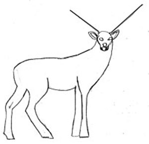 300x291 Index Of Animals