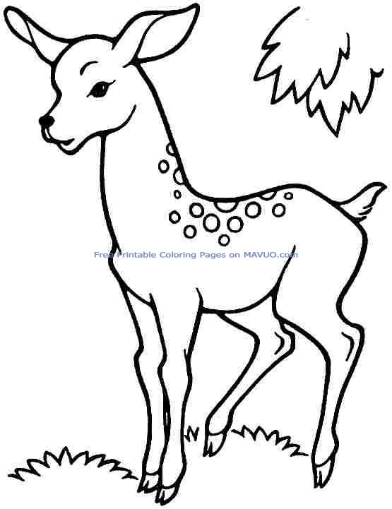 555x721 Deer Coloring Page Clipart Panda