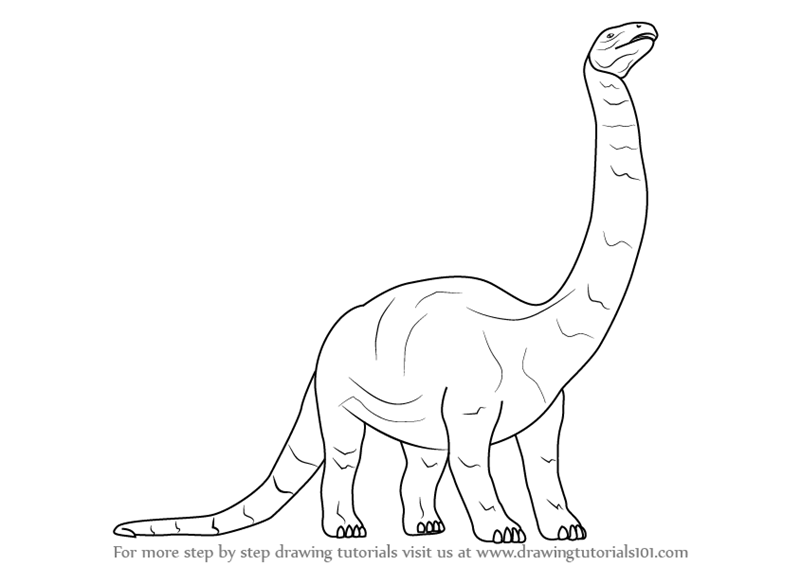 800x566 Learn How To Draw A Brontosaurus Dinosaur (Dinosaurs) Step By Step