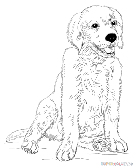 462x575 How To Draw A Golden Retriever Puppy Step By Step Drawing