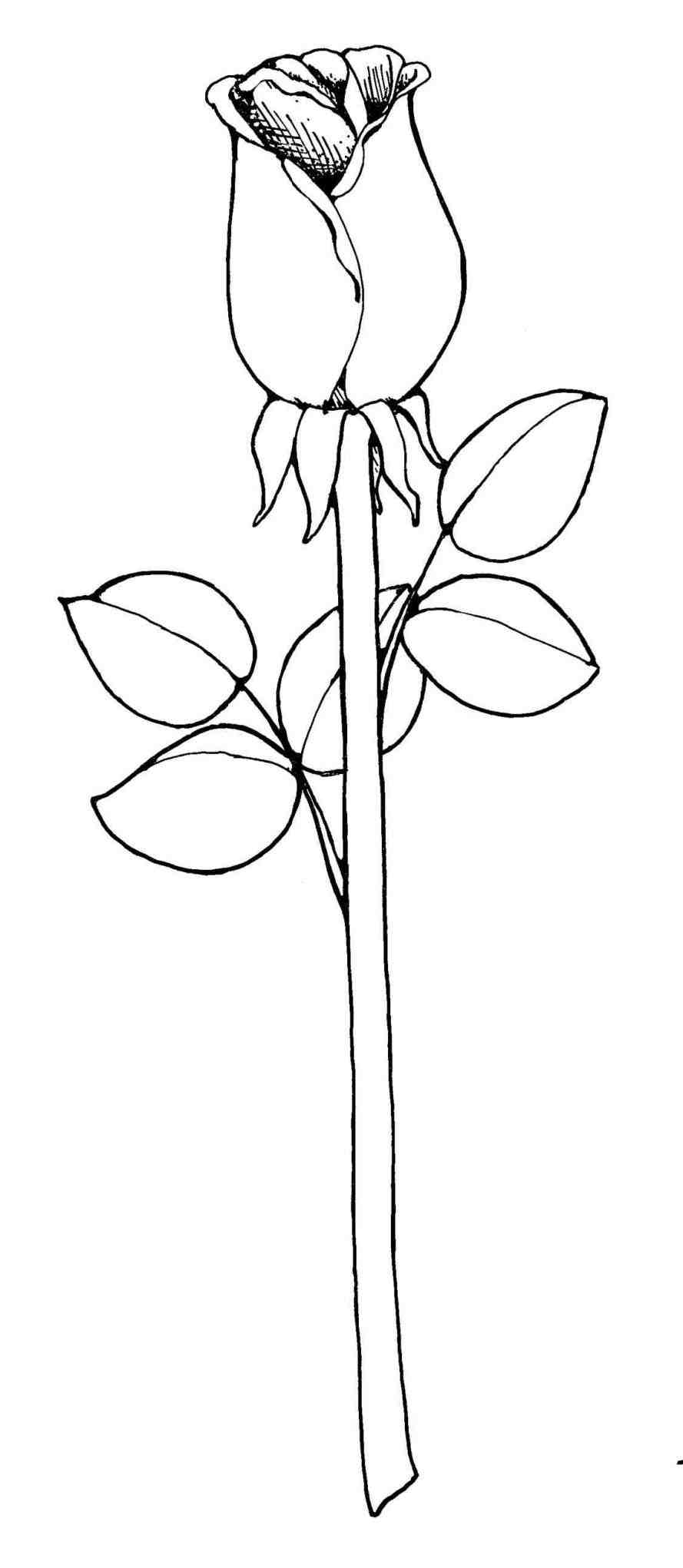 889x2042 Cute Flowers To Draw Step By Step