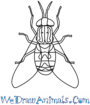 300x350 How To Draw A Horse Fly