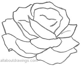 271x222 Simple Rose Pencil Sketches Rose Drawinds Simple