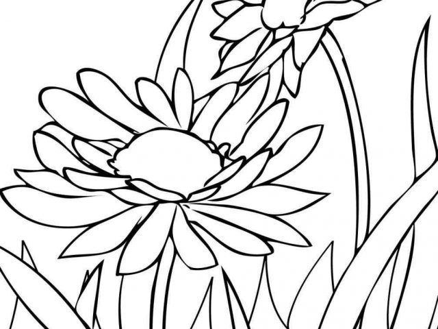 640x480 The Images Collection Of Color Flowers Drawing Pages Free Download