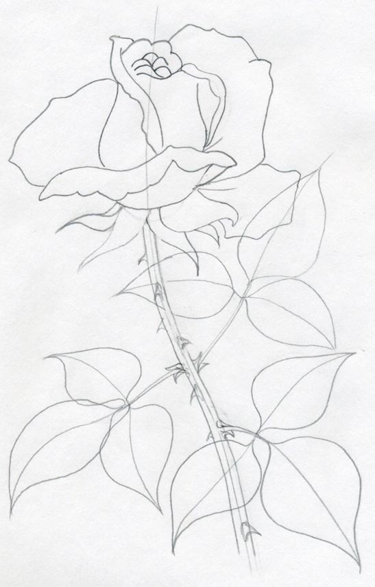 547x857 Draw A Rose Quickly, Simply And Easily