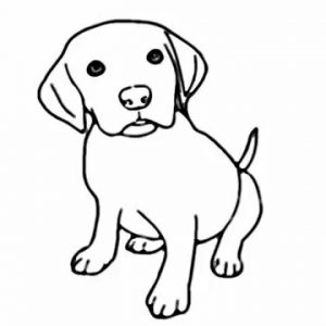 300x300 Adult Animal Drawings Beginners Simple Animal Drawings