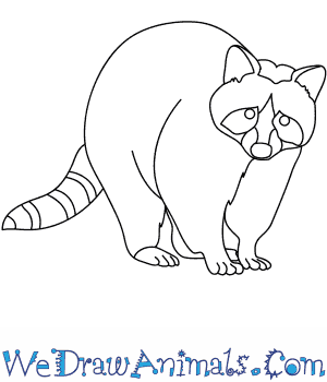 300x350 How To Draw A Raccoon Dog