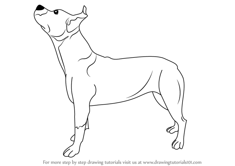 800x566 Learn How To Draw A Pit Bull Dog (Dogs) Step By Step Drawing