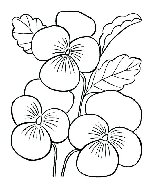 531x650 Easy Flower Coloring Pages Flower Color Pages Medium Size