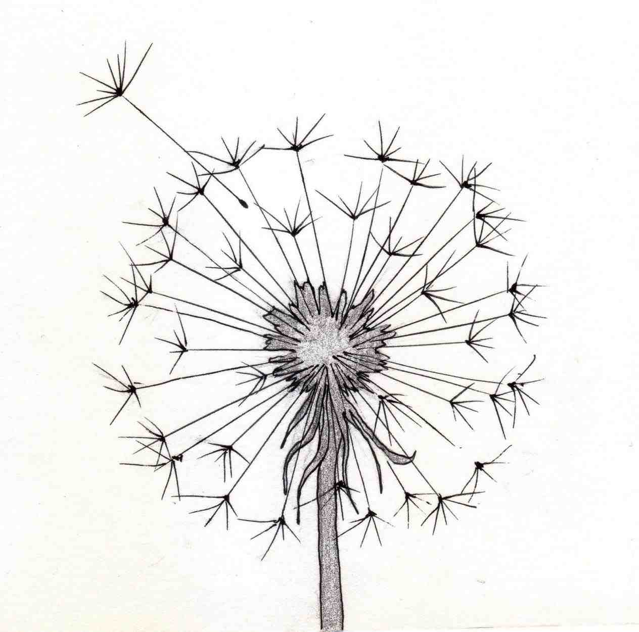1264x1251 The Images Collection Of Drawing Rose A Easy Dandelion Sketch U
