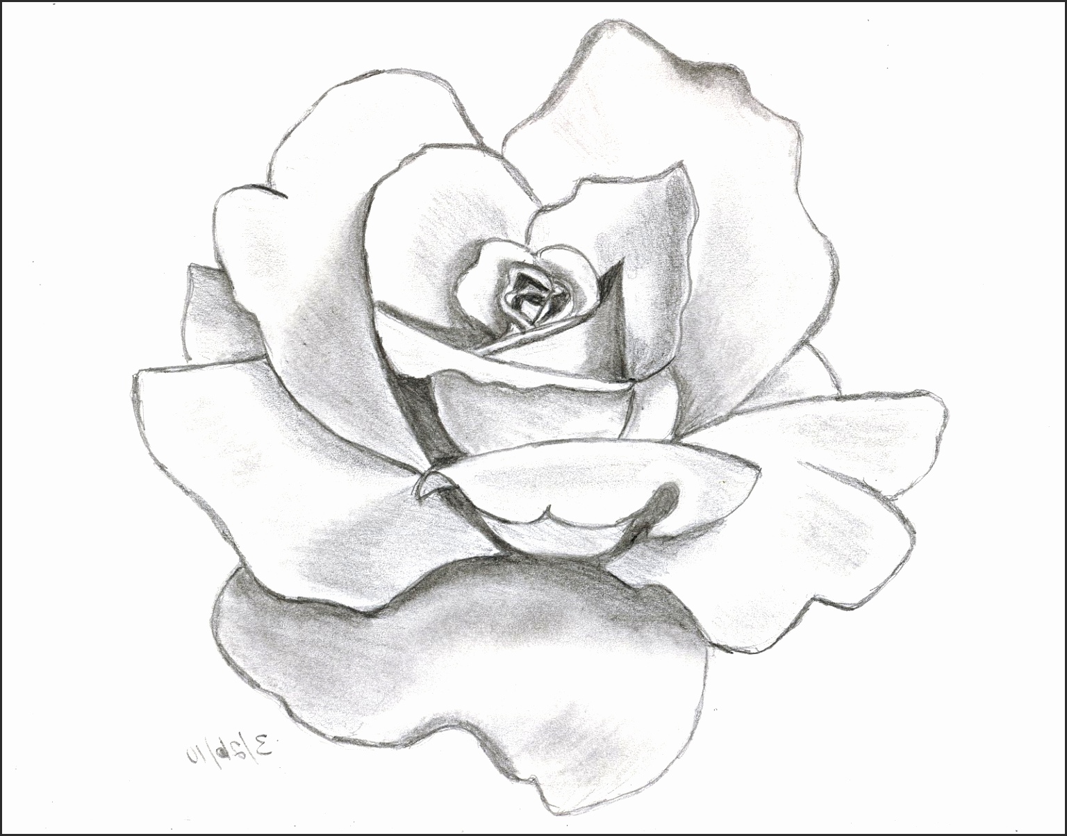 The best free Rose drawing drawing images. Download from 292007 free ...