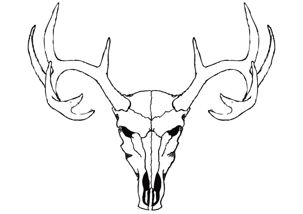600x425 Deer Clipart Easy Draw