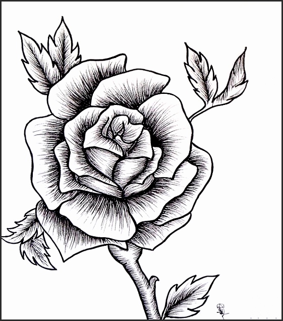 561x636 Easy Drawing Of Rose Tnqun Inspirational Easy Drawings Roses Step